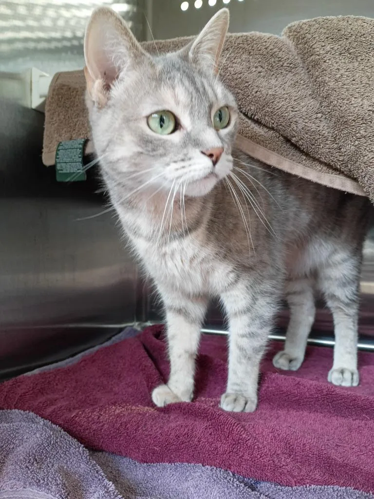 Lulu