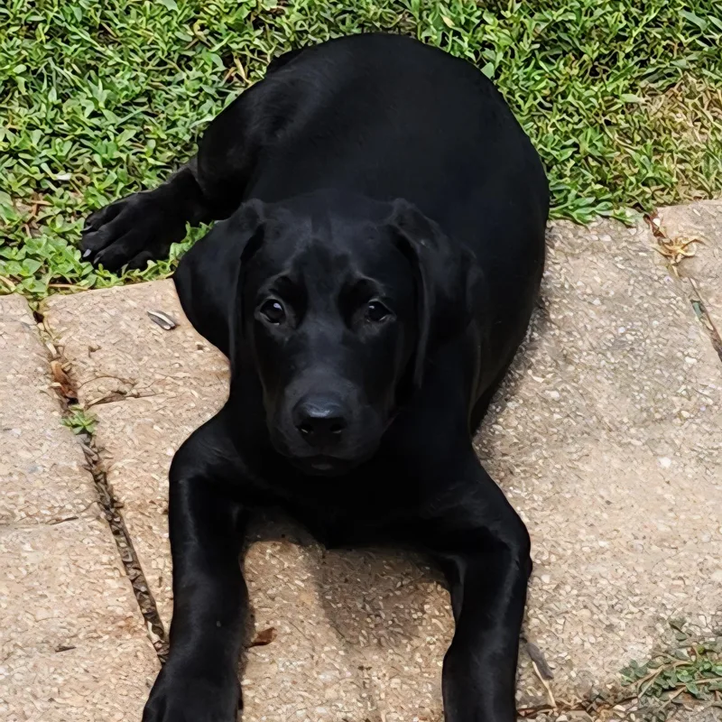 A baby large-sized female Black Labrador Retriever dog named Gracie for adoption in Indianapolis, IN