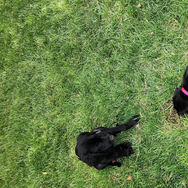 Gracie thumbnail 3
