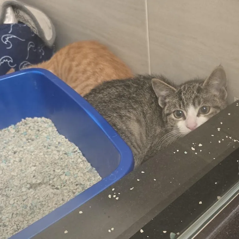 A baby small-sized female Gray / Blue / Silver Domestic Short Hair cat named Paprika for adoption in Brooklyn, NY