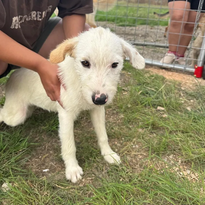 A young medium-sized female White / Cream Terrier dog named Ellie for adoption in San Antonio, TX