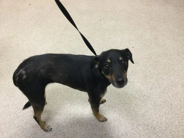 An adult small-sized male German Shepherd Dog dog named Nelson for adoption in Riverside, CA