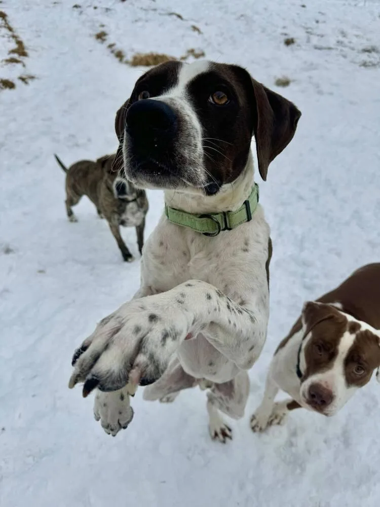 Jester A  🇨🇦 thumbnail 2