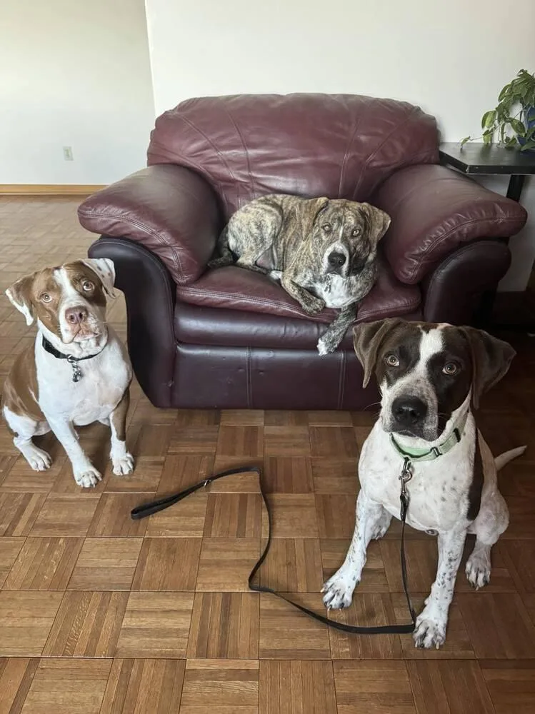 Jester A  🇨🇦 thumbnail 3