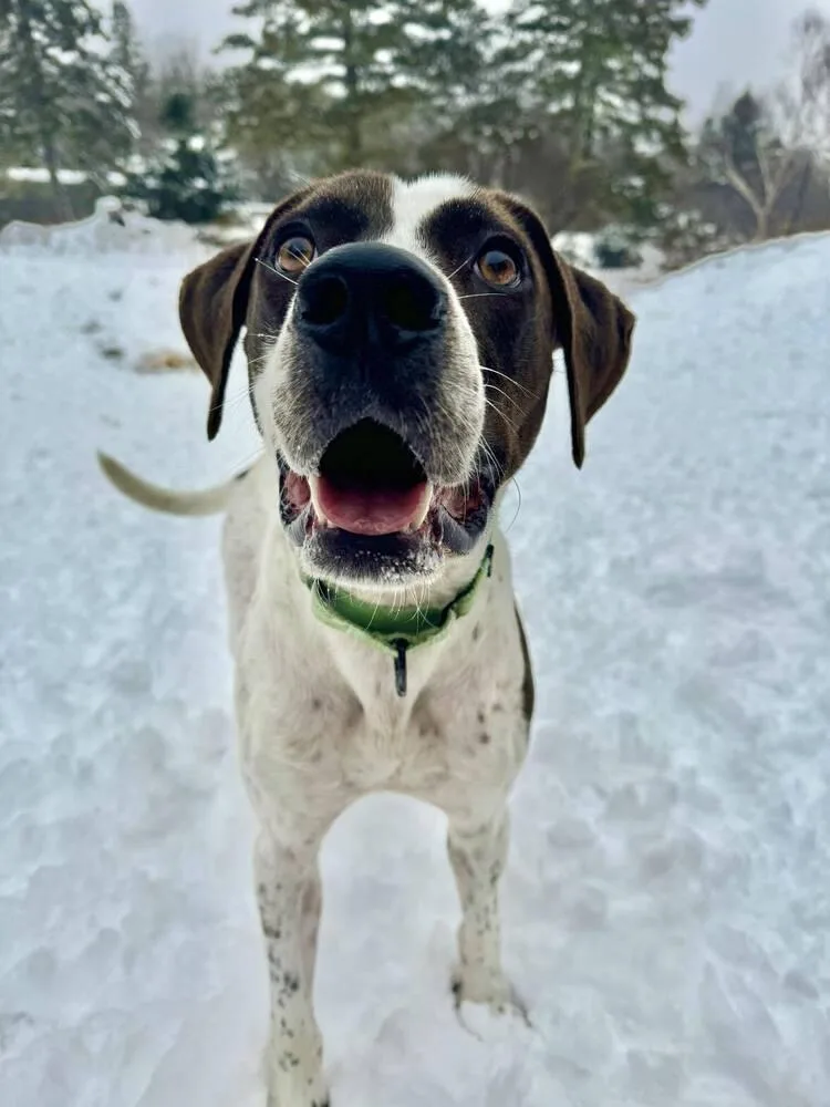 Jester A  🇨🇦 thumbnail 6