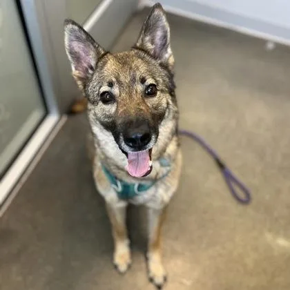 An adult medium-sized female Mixed Breed dog named Ruby for adoption in Janesville, WI