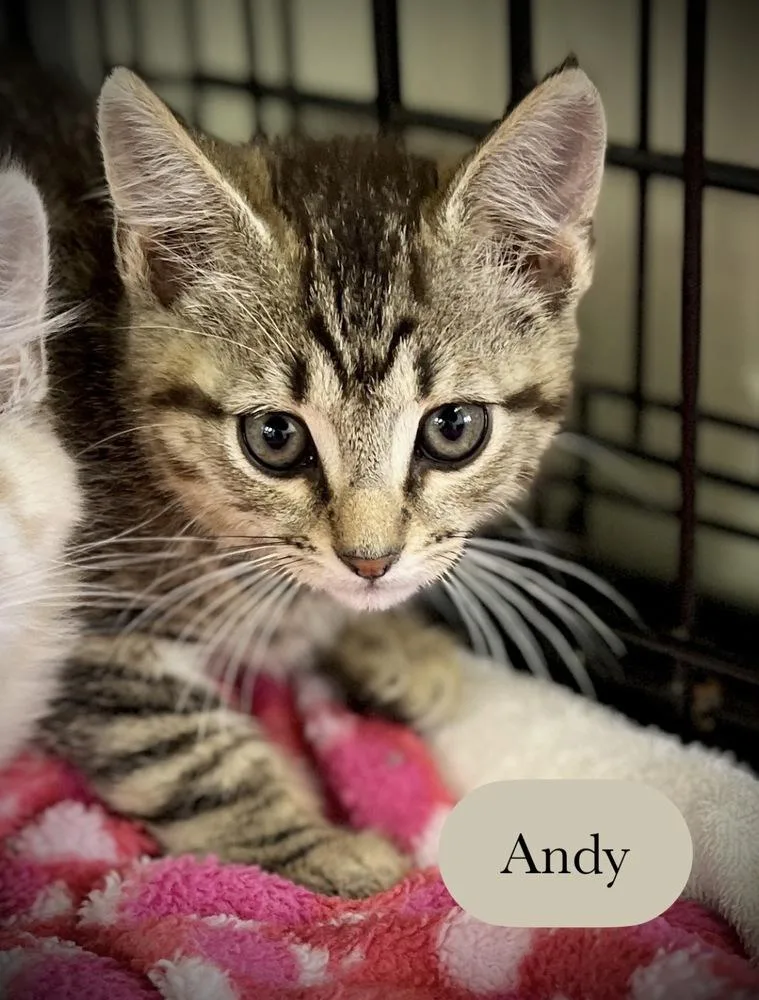 A baby small-sized male Brown / Chocolate Domestic Short Hair cat named Andy for adoption in Chalfont, PA