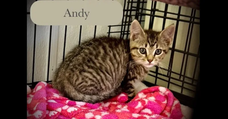 Andy thumbnail 3
