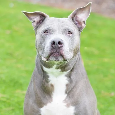 A senior medium-sized female Pit Bull Terrier dog named Angel for adoption in Camarillo, CA