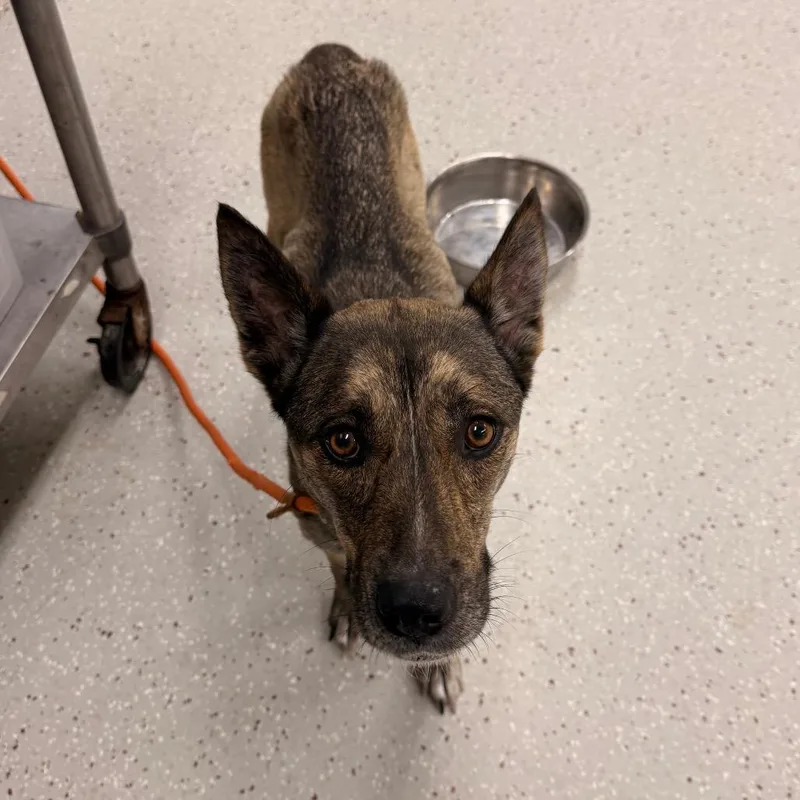 An adult medium-sized female Brindle German Shepherd Dog dog named Nora for adoption in Indianapolis, IN