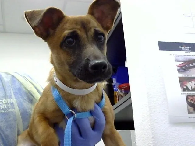 A baby small-sized female Black Mouth Cur dog named Mia for adoption in Mesa, AZ