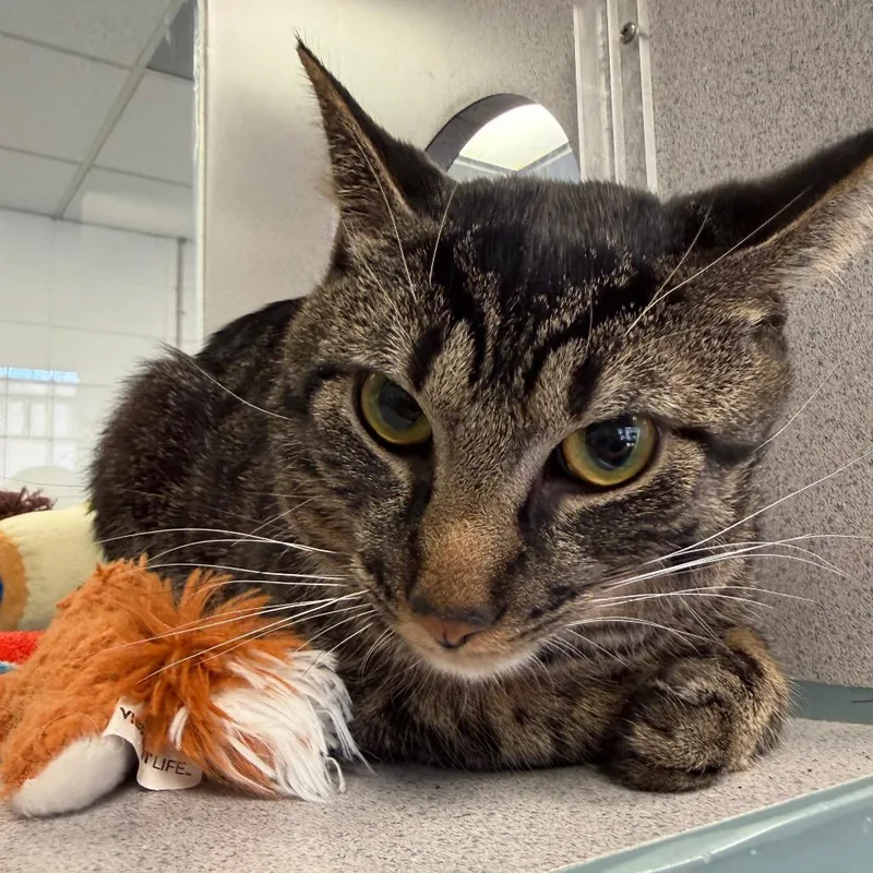 An adult medium-sized male Brown / Chocolate Domestic Short Hair cat named Theo for adoption in Huntsville, AL