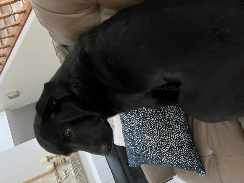 Little Bear thumbnail 4