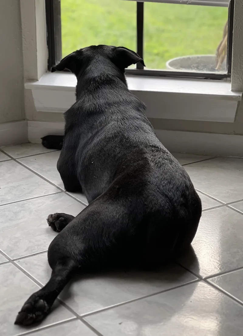 Little Bear thumbnail 5