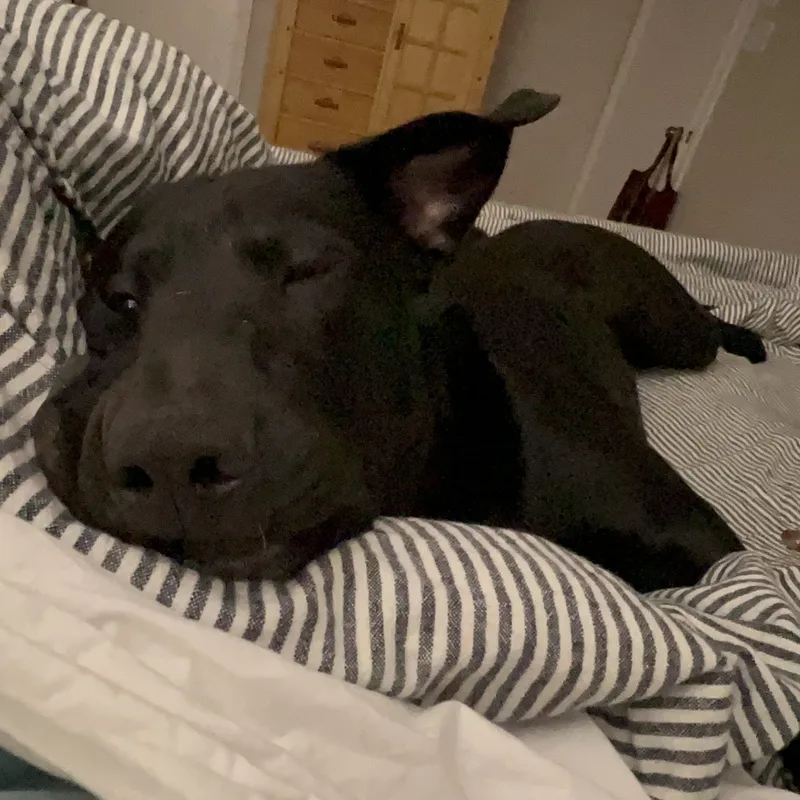 Little Bear thumbnail 6