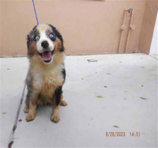 An adult medium-sized female Australian Shepherd dog named Neon Betances for adoption in Miami, FL