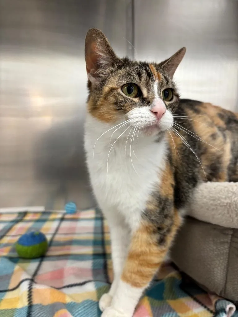 An adult medium-sized female Domestic Short Hair cat named Dorito for adoption in Findlay, OH