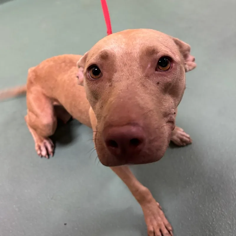 An adult medium-sized female Yellow / Tan / Blond / Fawn Mixed Breed dog named Pharbie for adoption in Memphis, TN