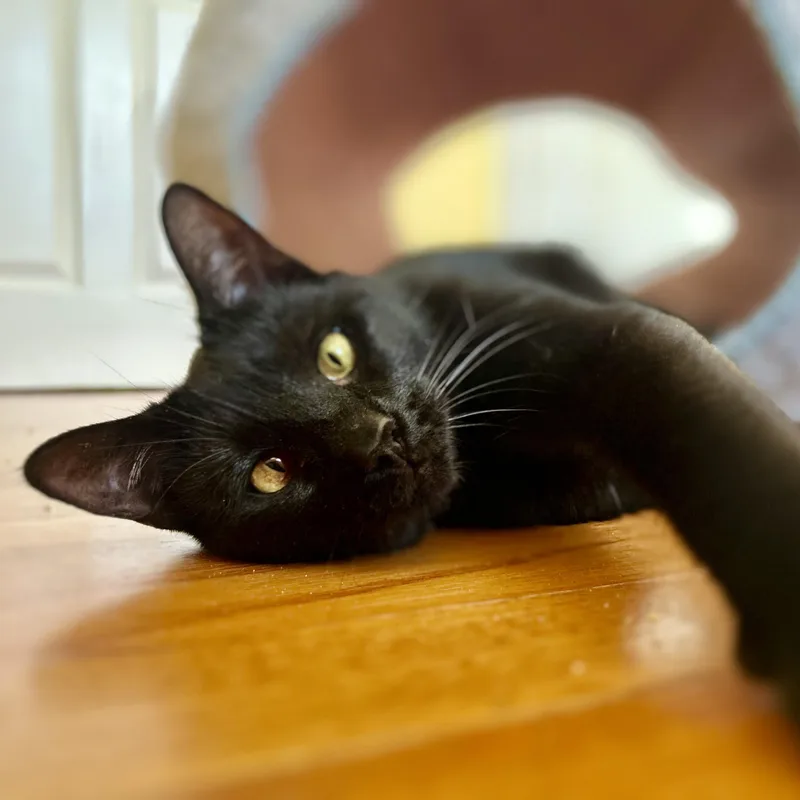 A young medium-sized female Domestic Short Hair cat named Avon for adoption in Norwalk, CT