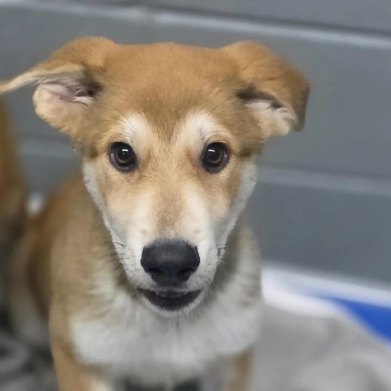 A baby medium-sized male Yellow / Tan / Blond / Fawn Mixed Breed dog named S'ville for adoption in Huntsville, AL