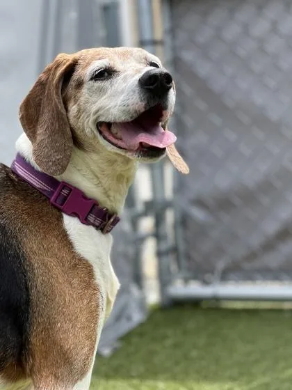 A senior medium-sized female Treeing Walker Coonhound dog named Lilac for adoption in Fishers, IN