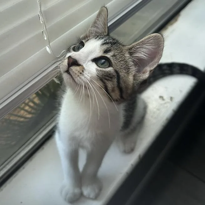 A baby small-sized male Domestic Short Hair cat named Zombie for adoption in Houston, TX