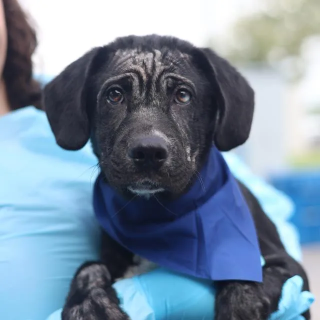 A baby small-sized male Labrador Retriever dog named Wolf for adoption in San Antonio, TX