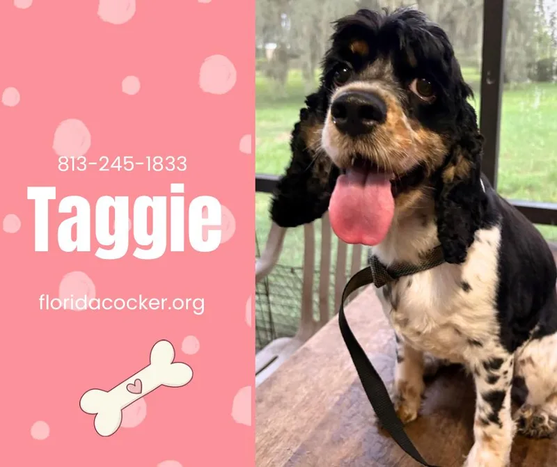 An adult small-sized female Cocker Spaniel dog named Taggie for adoption in Land O Lakes, FL