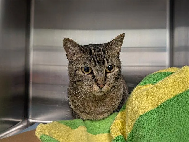 A senior large-sized female Brown / Chocolate Domestic Short Hair cat named Betty for adoption in Tavares, FL
