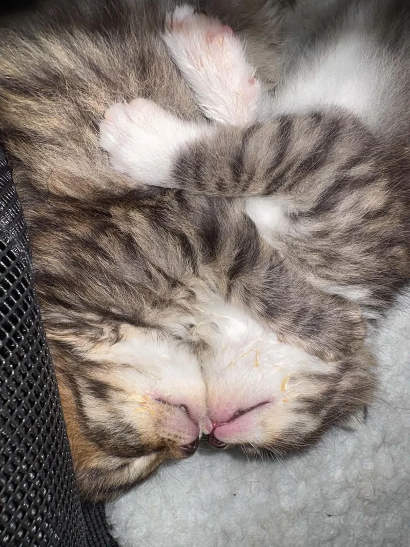 A baby medium-sized female Tabby (Buff / Tan / Fawn) Domestic Short Hair cat named Cinder for adoption in Petersburg, IL