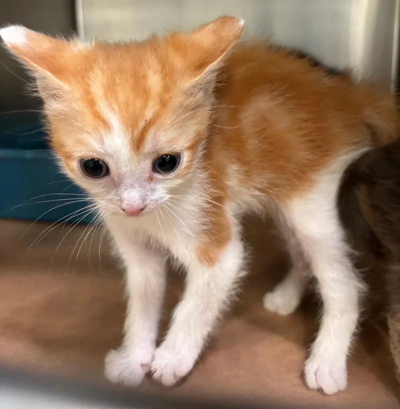 A baby small-sized male Domestic Short Hair cat named Ruby Dee for adoption in Cartersville , GA