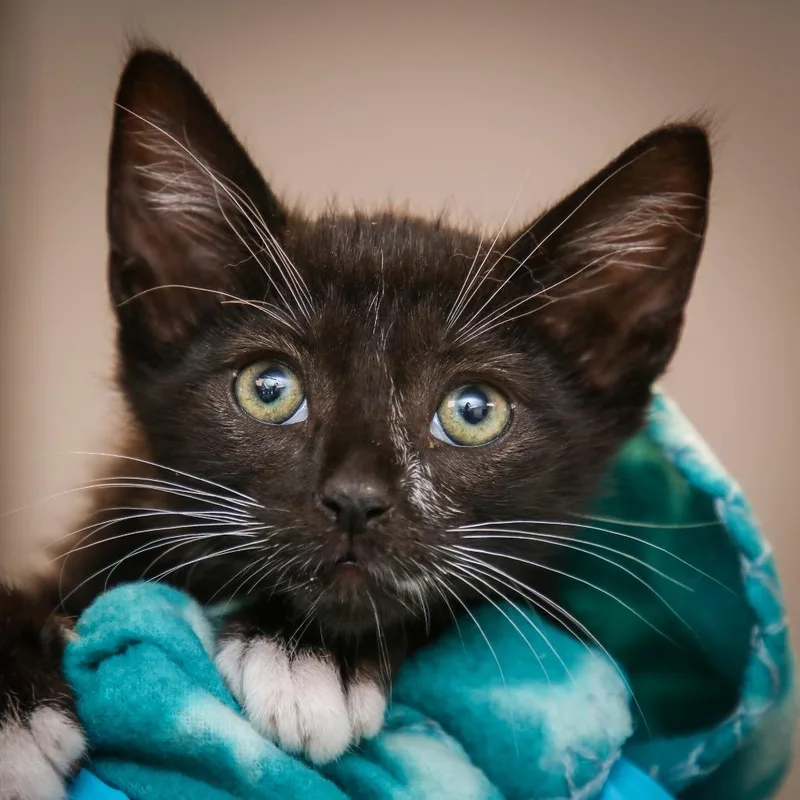 A baby small-sized male Black Domestic Short Hair cat named Jingle Jam for adoption in Hattiesburg, MS