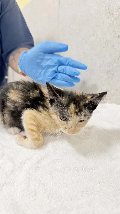 A baby small-sized female Domestic Short Hair cat named Pipeline for adoption in Honolulu, HI