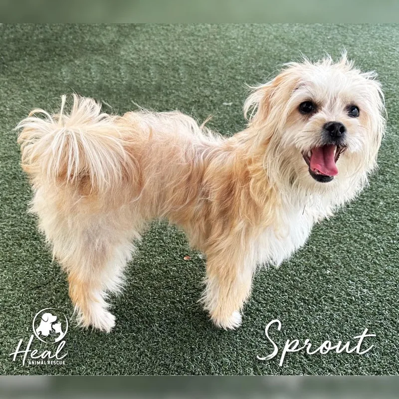 Sprout