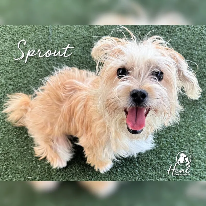 Sprout thumbnail 3