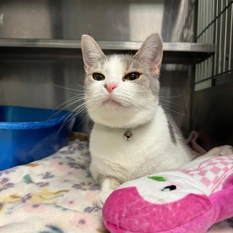 An adult medium-sized female Gray / Blue / Silver Domestic Short Hair cat named Chex for adoption in Richmond, IN