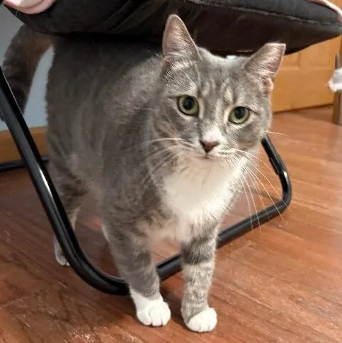 An adult medium-sized female Tabby (Gray / Blue / Silver) Tabby cat named Sunshine Simpson for adoption in Friendswood, TX