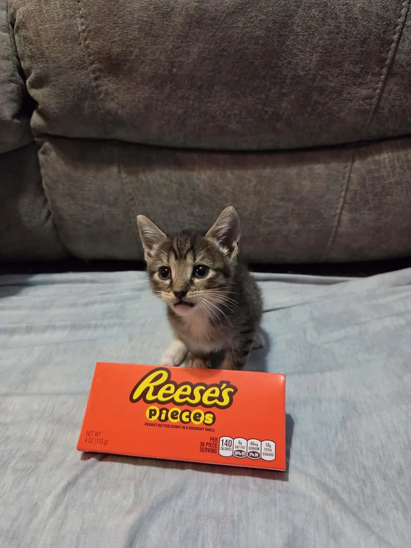 Reesies pieces