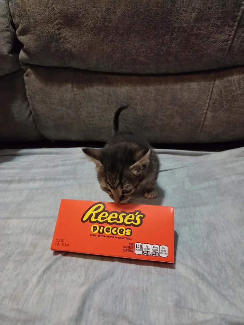 Reesies pieces thumbnail 2