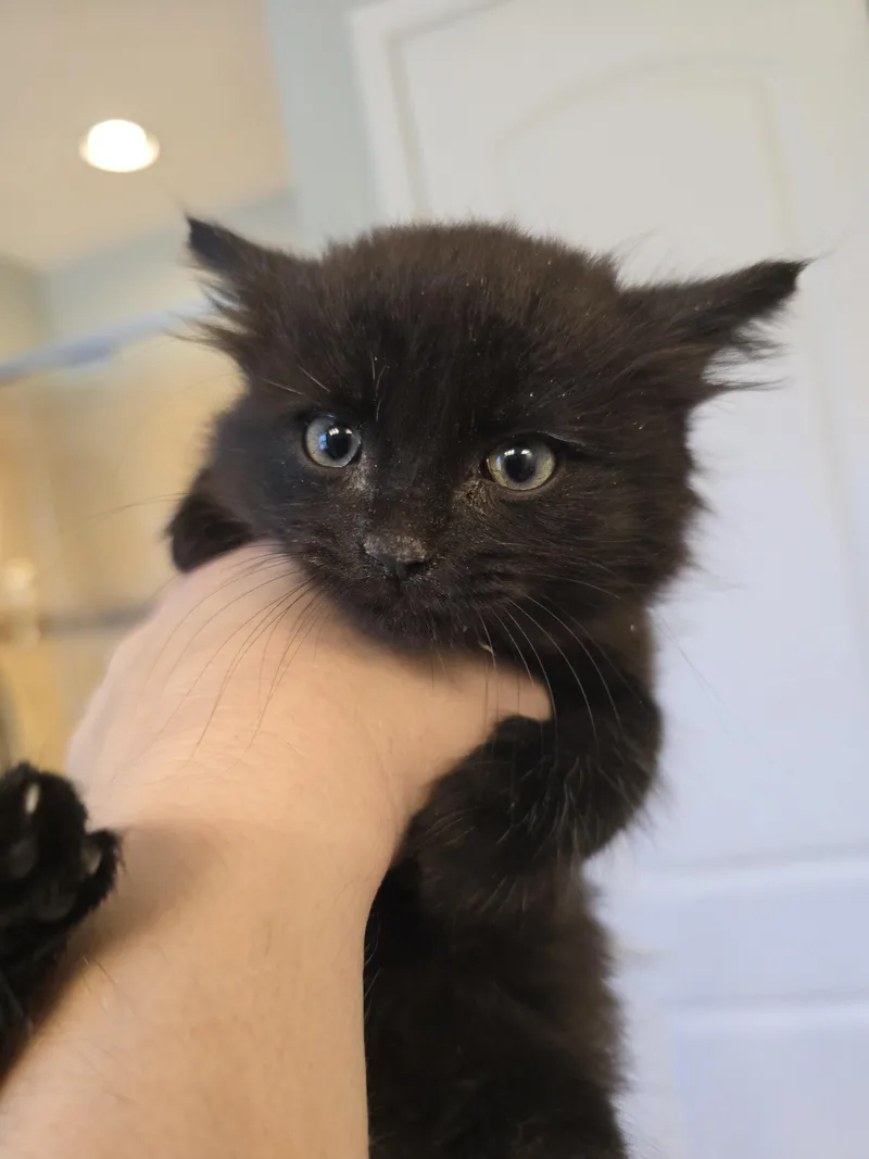 A baby small-sized female Domestic Medium Hair cat named Honey Badger for adoption in Davidson, NC