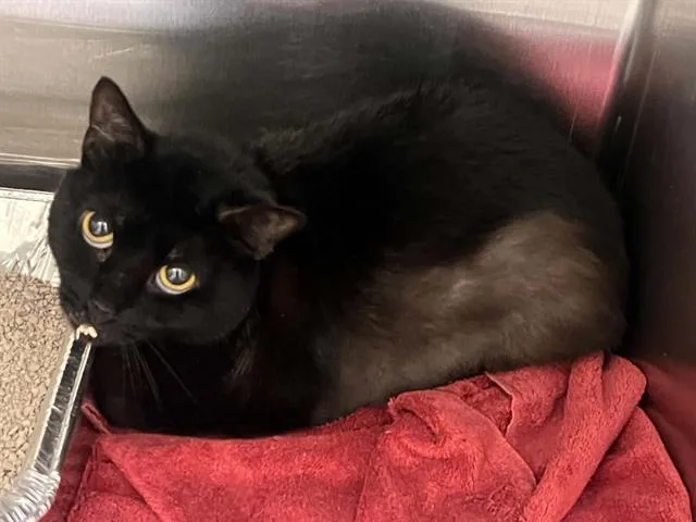 An adult medium-sized female Domestic Short Hair cat named Drowzee for adoption in Tustin, CA