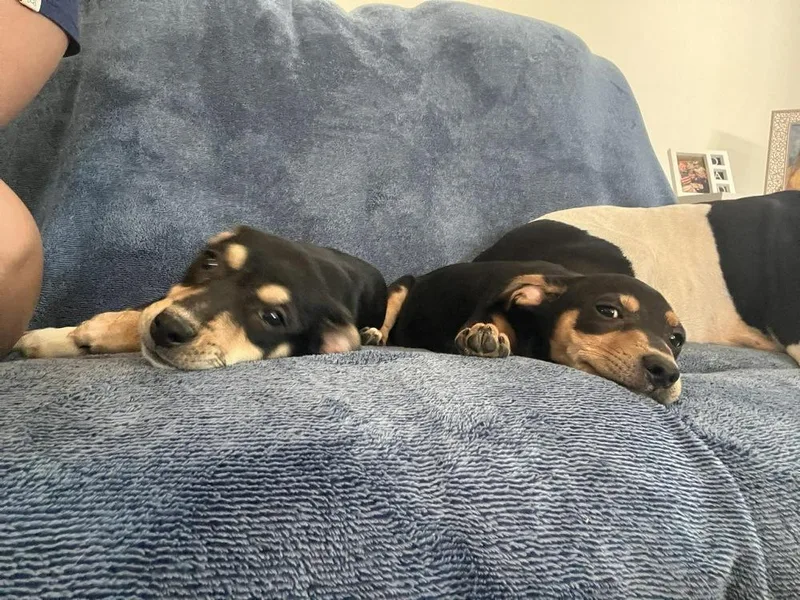 A baby medium-sized female Miniature Pinscher dog named Pearl for adoption in Willingboro, NJ