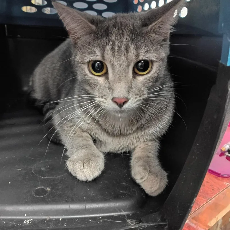 A young small-sized female Gray / Blue / Silver Domestic Short Hair cat named Moonbeam C for adoption in Corsicana, TX