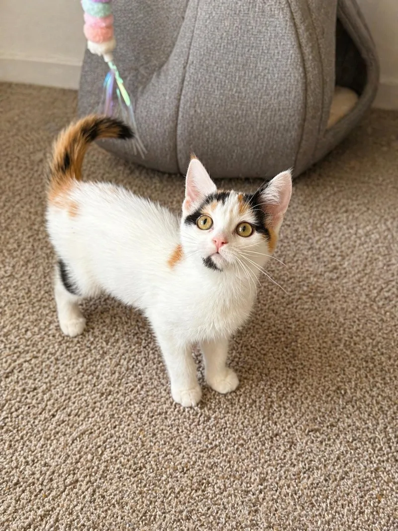 A baby small-sized female Domestic Short Hair cat named Mimosa for adoption in Rio Linda, CA