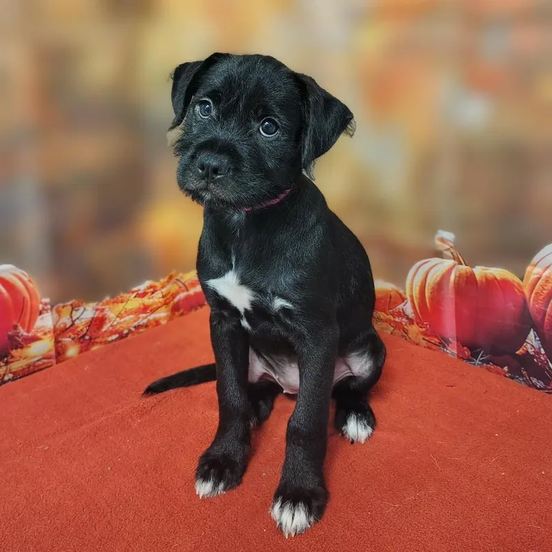 A baby medium-sized female Poodle dog named Emmalyn for adoption in Griswold, CT