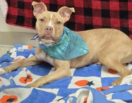 A baby medium-sized female Yellow / Tan / Blond / Fawn Mixed Breed dog named Ren for adoption in Hamilton, OH