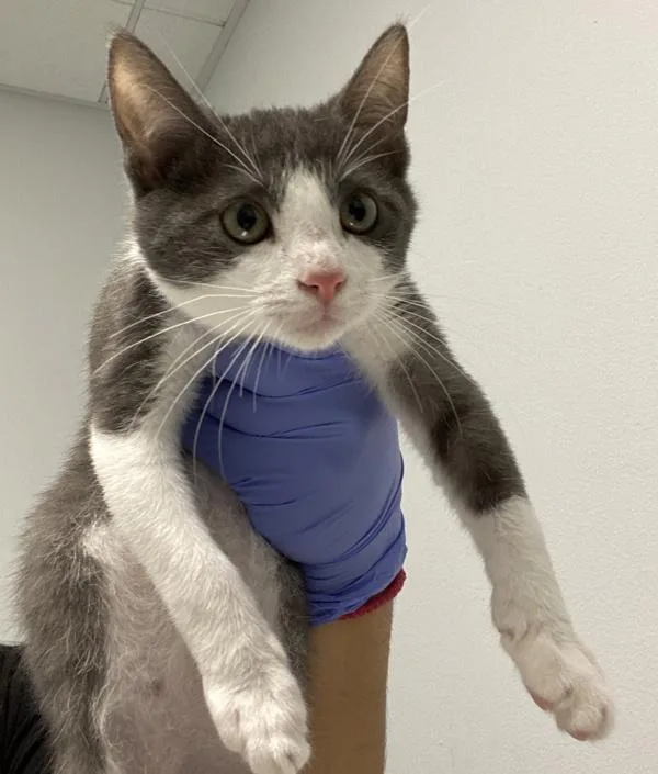Tom
