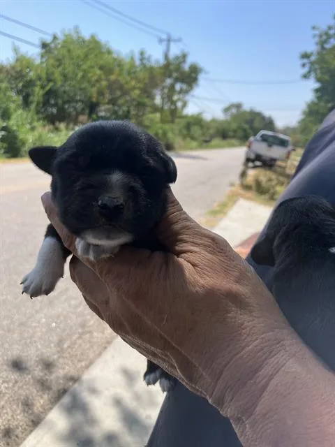 A baby large-sized female Mixed Breed dog named Diamond for adoption in Dallas, TX