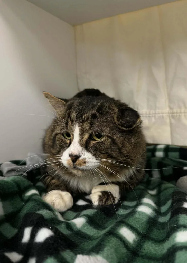 A senior small-sized male Domestic Short Hair cat named Hickory for adoption in Grand Forks, ND