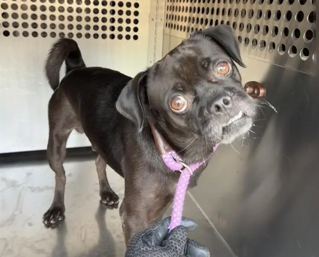 An adult small-sized male Pug dog named Smoochie for adoption in Phoenix, AZ